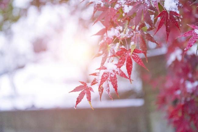 百年难遇“早立冬”来了！有啥矜重？早看早准备！